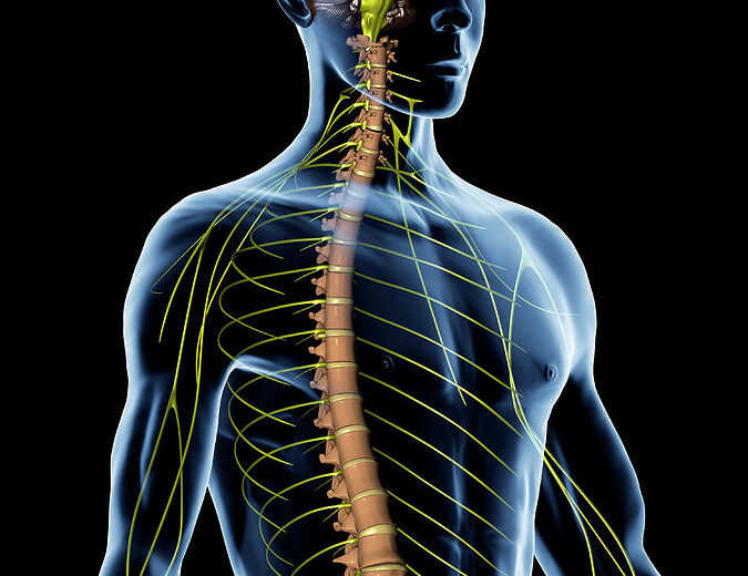A 3D rendering of firing neurons and neural connections, highlighting the science-backed process of how to do a nervous system reset.